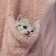 булочка с сылом